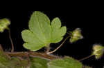 Ivyleaf speedwell